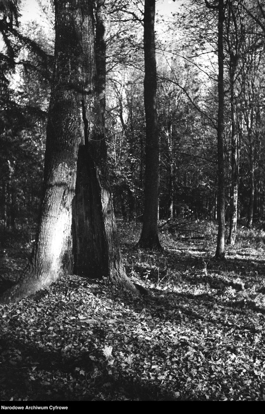 image.from.unit.number "Białowieża"