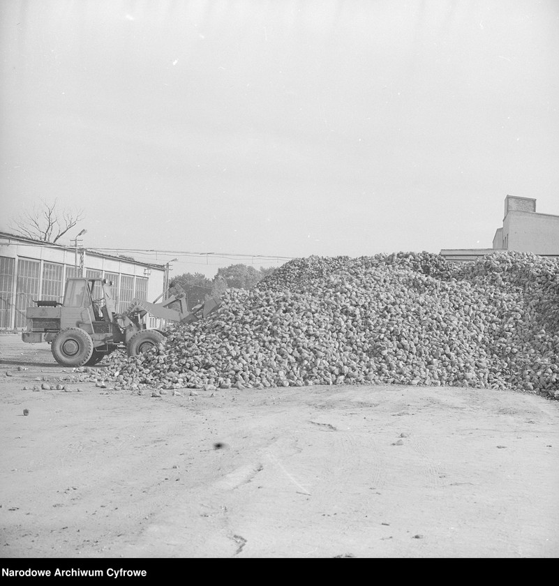 Obraz 5 z jednostki "Cukrownia "Michałów" w Lesznie koło Warszawy"