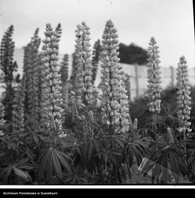 image.from.unit.number "Łubin."