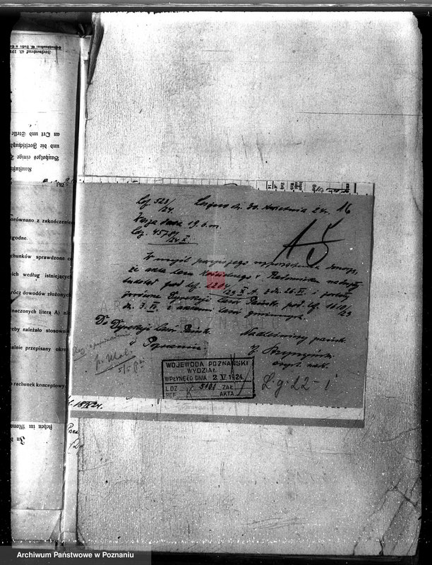 Obraz 20 z jednostki "Las parafialny kościoła w Radomicku powiat kościański"