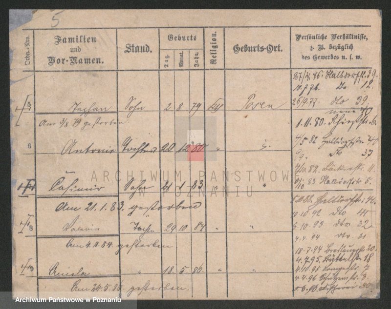 Obraz 5 z jednostki "Kawecki - Kaźmierczak (żonaci)"