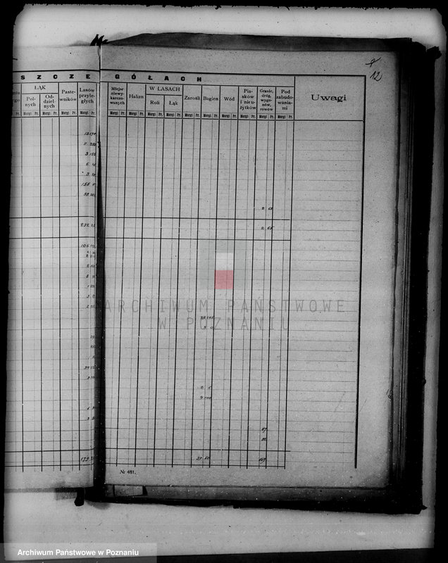 Obraz 17 z jednostki "/Las miasta Kalisza nadzór nad gospodarką/"