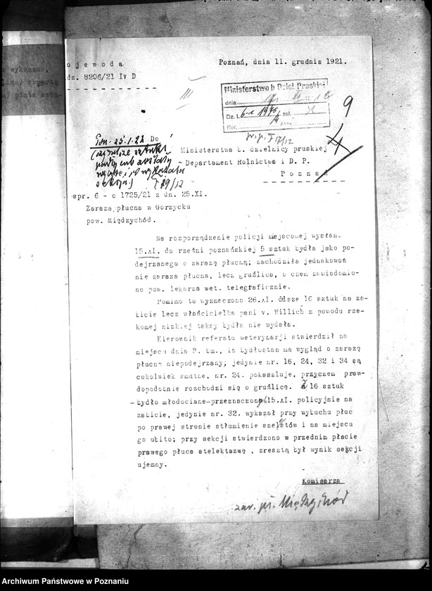 Obraz 13 z jednostki "Zaraza płucna - Międzychód"