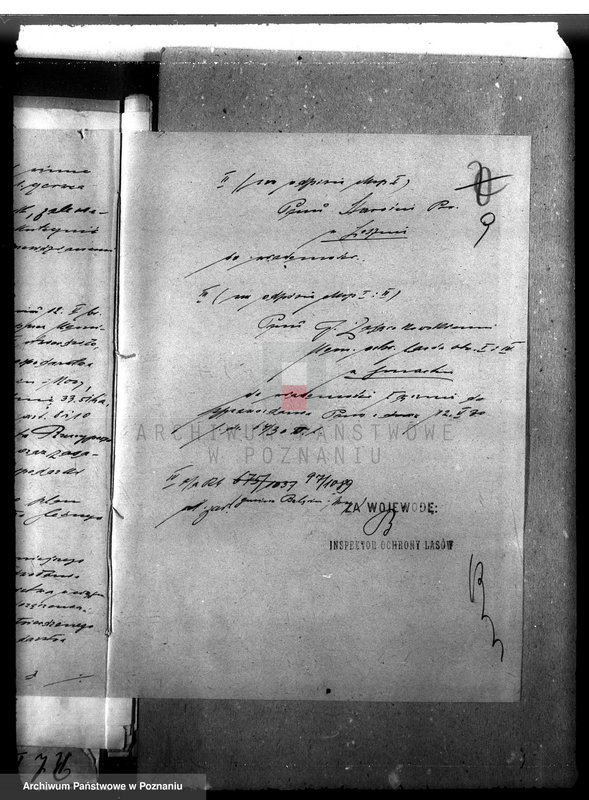 Obraz 13 z jednostki "Las gromady Belęcin-Nowy powiat leszczyński"