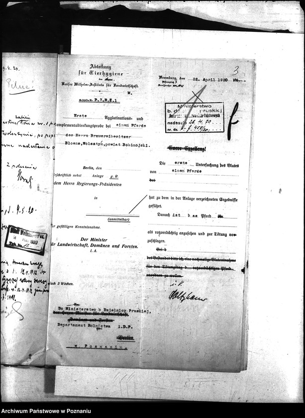 Obraz 7 z jednostki "Nosacizna - Wolsztyn"