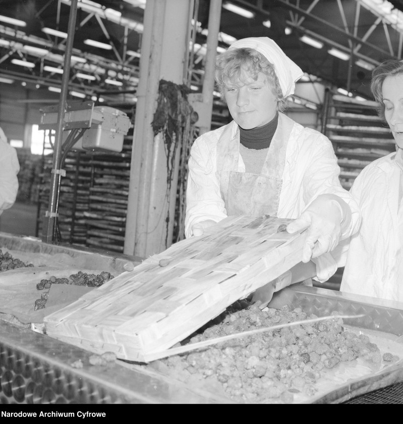 Obraz 12 z jednostki "Zakład produkcyjny Przedsiębiorstwa Handlu Zagranicznego "Hortex" w Płońsku"