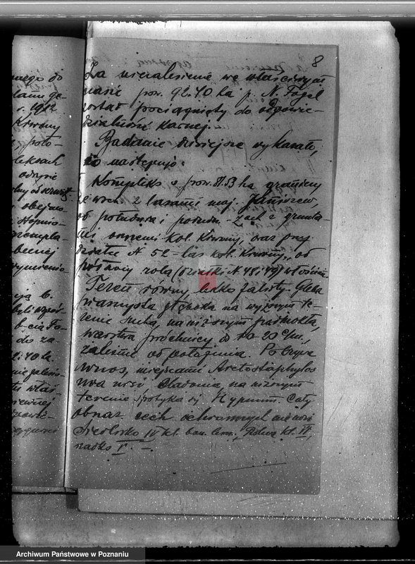 Obraz 12 z jednostki "Majątek Krwony powiat kolski /nadzór nad gospodarką leśną/"