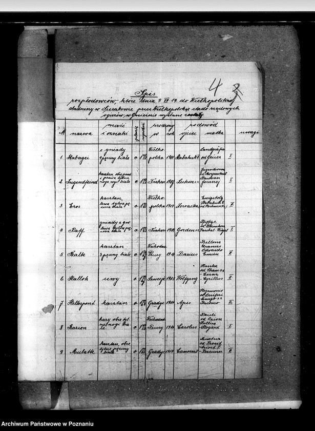 Obraz 8 z jednostki "Sprawy stadnin Zarząd Stadnin Sieraków"