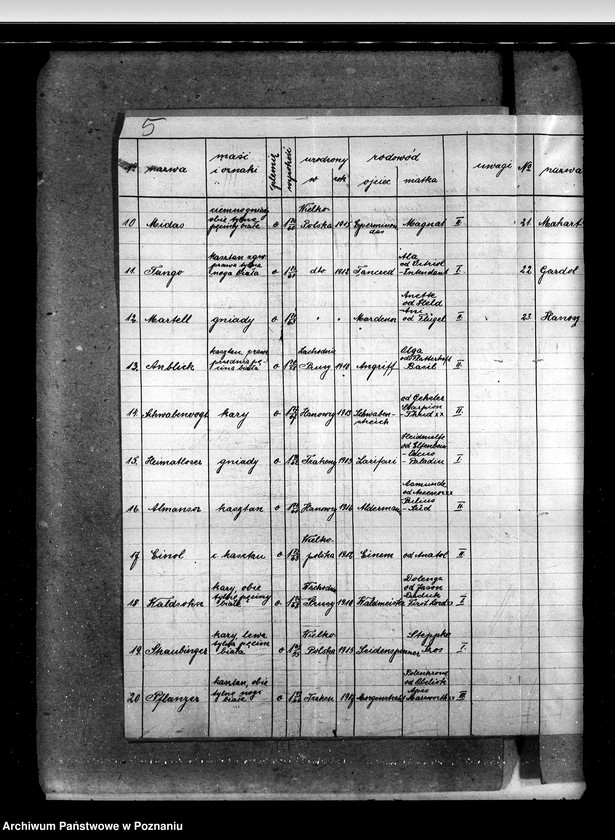 Obraz 9 z jednostki "Sprawy stadnin Zarząd Stadnin Sieraków"
