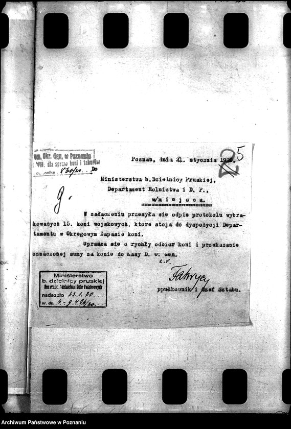 Obraz 9 z jednostki "Konie wojskowe dla ludności cywilnej"