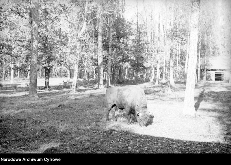 image.from.unit.number "Białowieża"