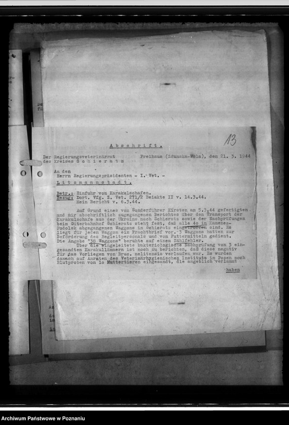 Obraz 17 z jednostki "Einfuhr von Karakulschafen aus den Besetzten Ostgebieten"