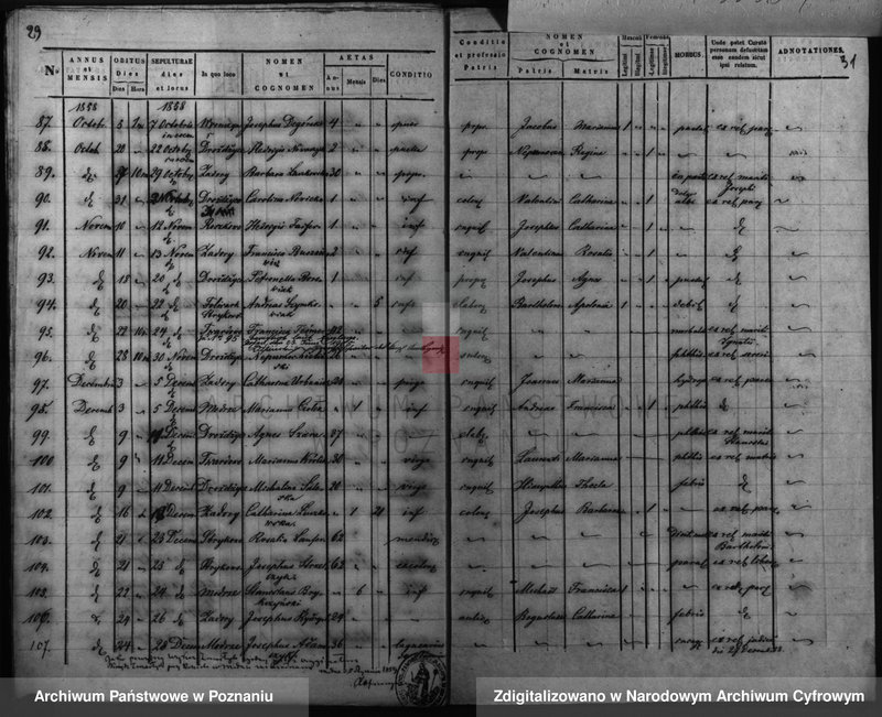 Obraz 20 z jednostki "Duplicatus baptisatorum, copulatorum, mortuorum"