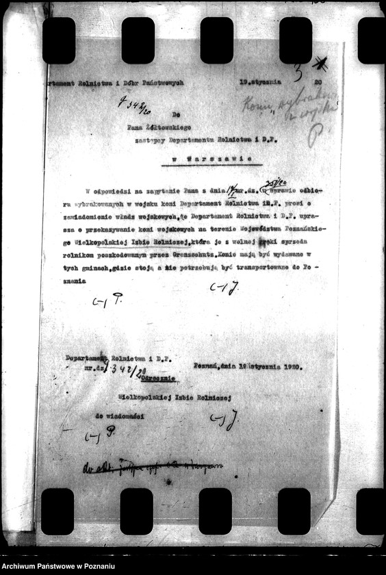 Obraz 7 z jednostki "Konie wojskowe dla ludności cywilnej"