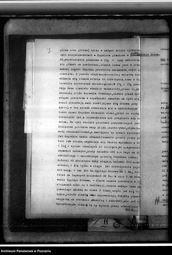 Obraz 11 z jednostki "Majętność /leśna/ Pępowo w powiecie gostyńskim"