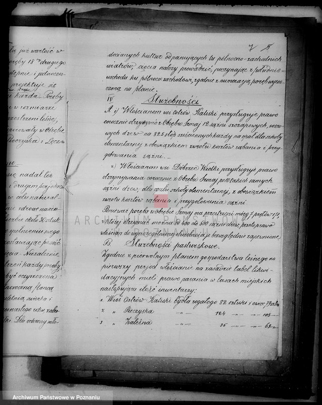 Obraz 12 z jednostki "/Las miasta Kalisza nadzór nad gospodarką/"