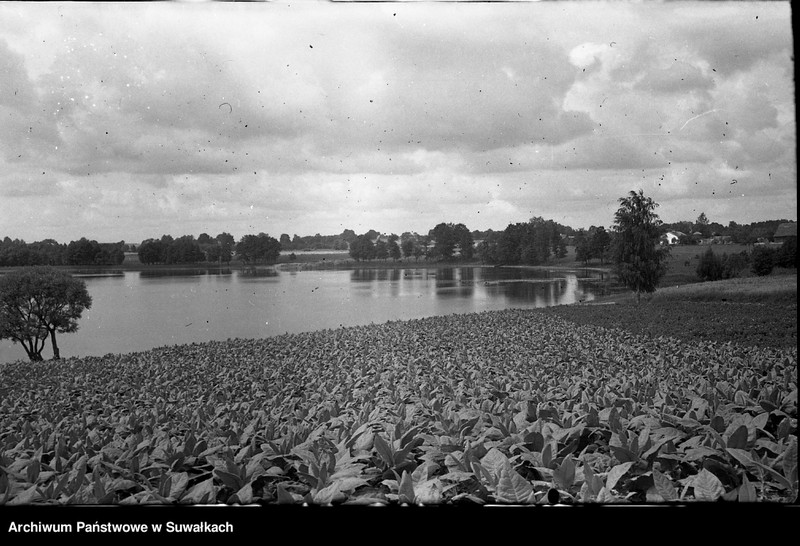 image.from.unit.number "[Pole tabaki w powiecie augustowskim ?]"