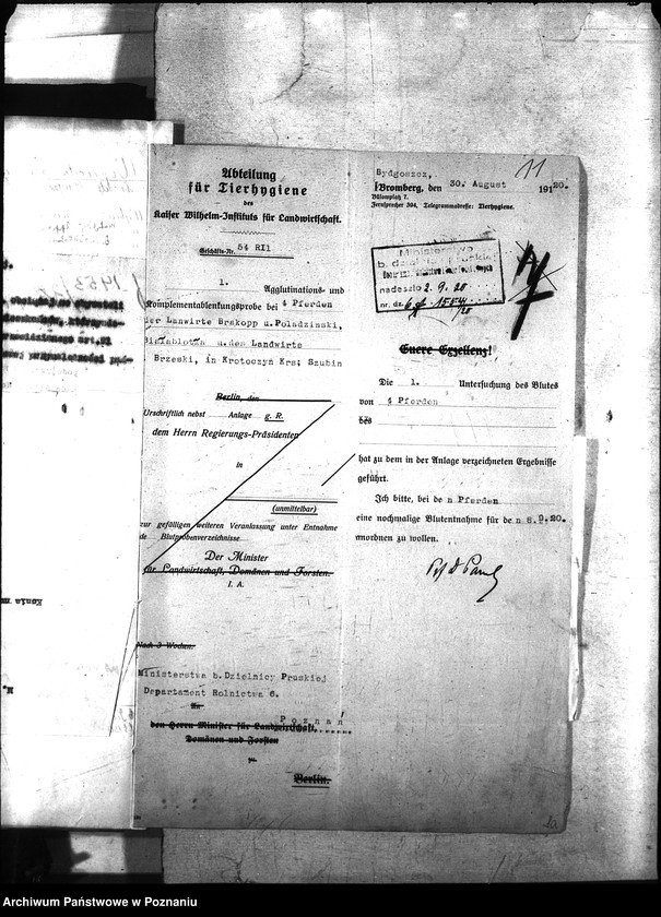 Obraz 15 z jednostki "Nosacizna - Szubin"