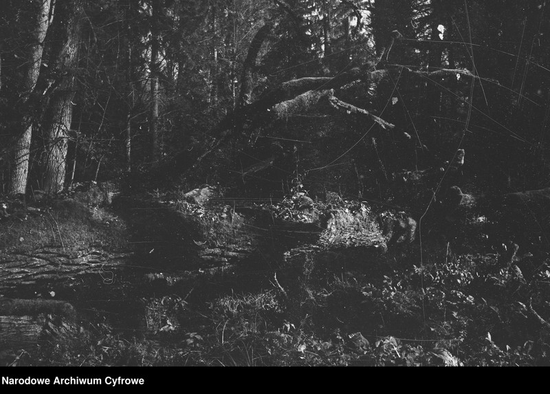 image.from.unit.number "Białowieża"