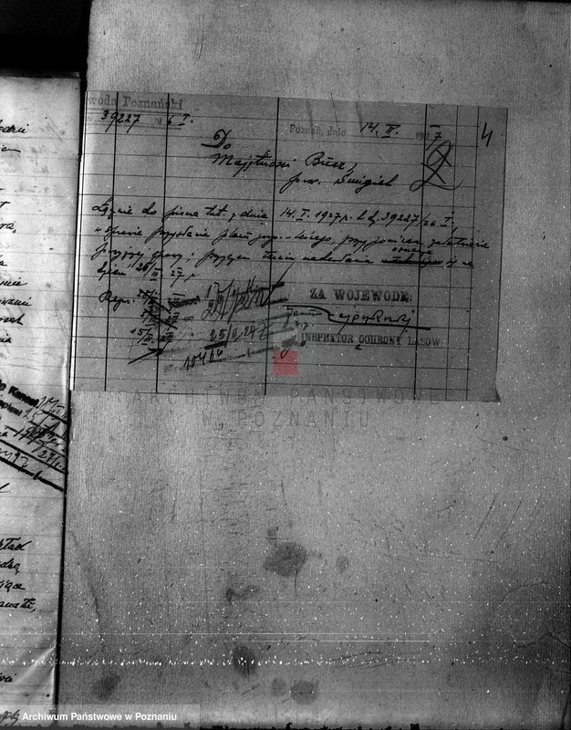 Obraz 8 z jednostki "Nadzór nad gospodarką w lasach majętności Bucz powiat kościański"