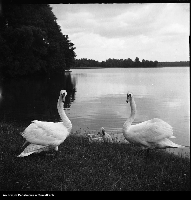 image.from.unit.number "Łabędzie nad jeziorem Wigry."