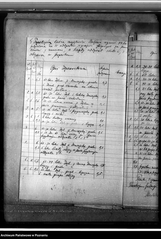 Obraz 9 z jednostki "Las fundacyjny Bodzewo w powiecie gostyńskim"