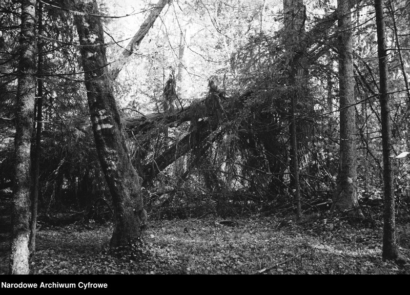 image.from.unit.number "Białowieża"