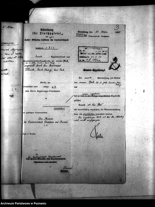 Obraz 7 z jednostki "Nosacizna - Puck"