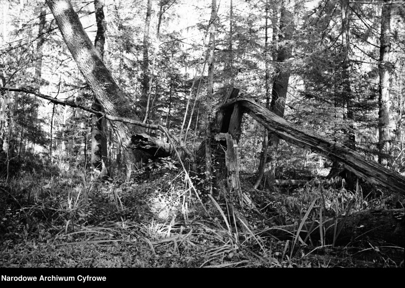 image.from.unit.number "Białowieża"