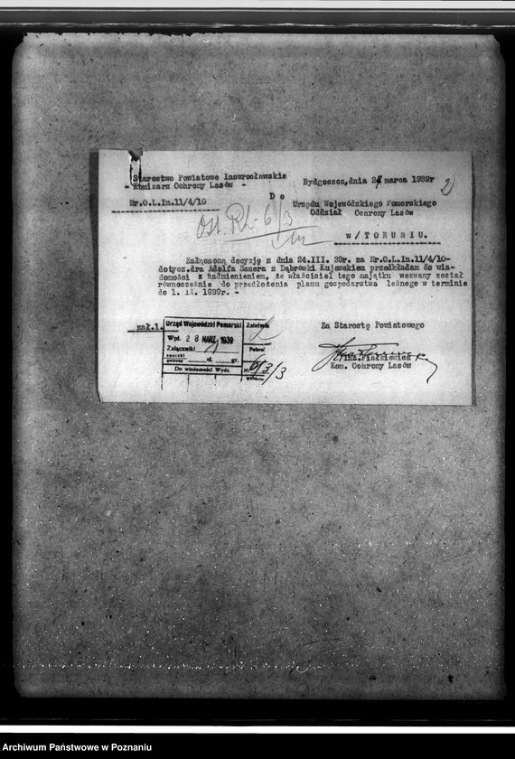 Obraz 6 z jednostki "/Las majątku Dąbrówka-Kujawska/"