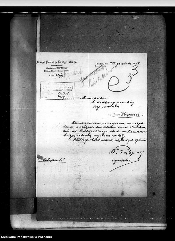 Obraz 7 z jednostki "Sprawy stadnin Zarząd Stadnin Sieraków"