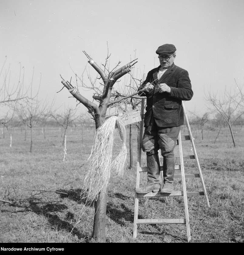 image.from.collection.number "Wiosna, ach to Ty!111"