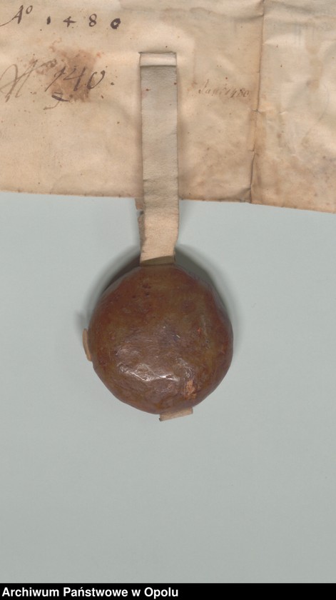 Obraz 8 z jednostki "Jan i Mikołaj, książęta śląscy, na Opolu, Głogówku etc. poświadczają, że stawiła się przed nimi Dorota Pillchwiczynn. Potwierdzają oni jej"