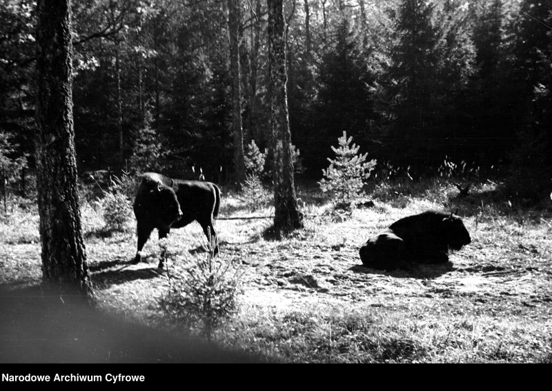 image.from.unit.number "Białowieża"
