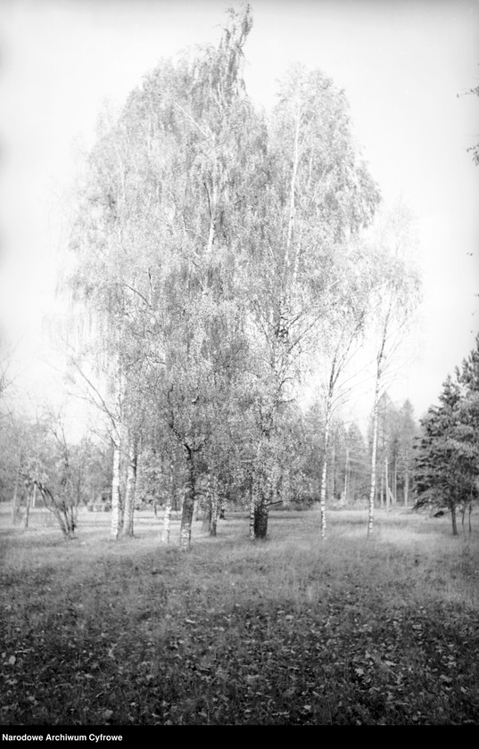 image.from.unit.number "Białowieża"