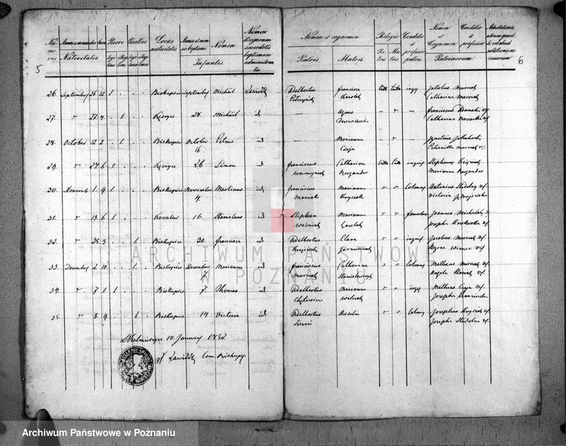 Obraz 5 z jednostki "Duplicatus baptisatorum"