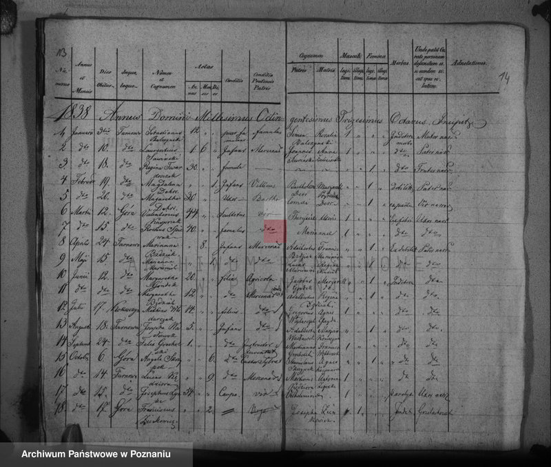 Obraz 12 z jednostki "Duplikat baptisatorum, copulatorum, mortuorum"