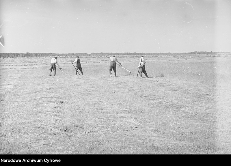 image.from.unit.number "Rolnictwo. Łąki, sianokosy"