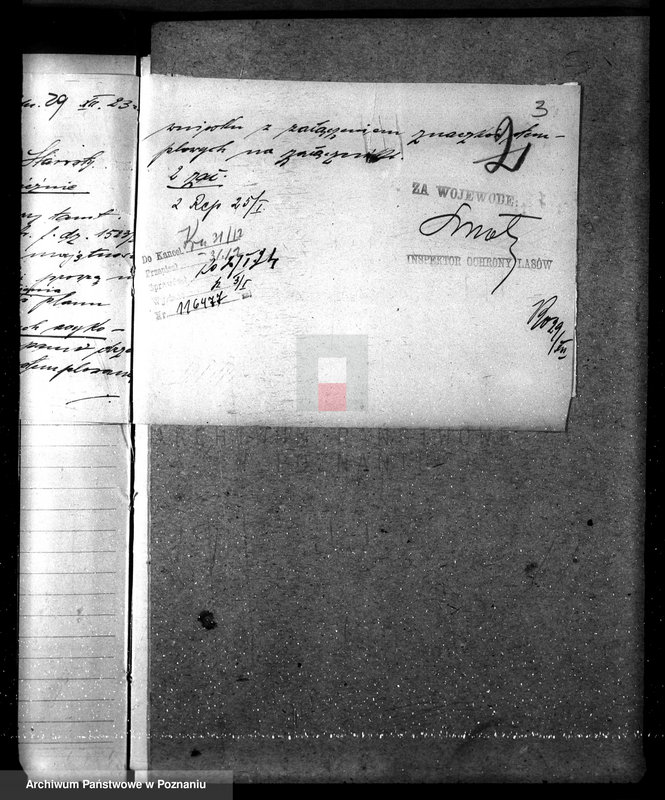 Obraz 7 z jednostki "Nadzór nad gospodarką w lasach majątku Dziadkowo powiecie gnieźnieńskim"