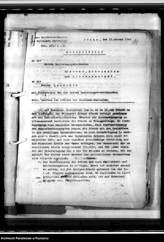 Obraz 15 z jednostki "Einfuhr von Tieren aus den besetzten Ostgebieten - auch der Schwarzmeerdeutschen"