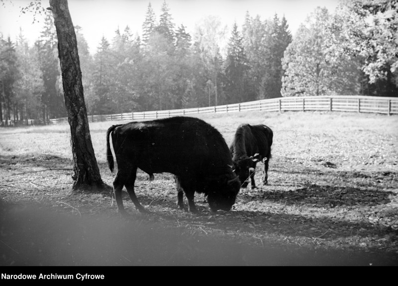 image.from.unit.number "Białowieża"