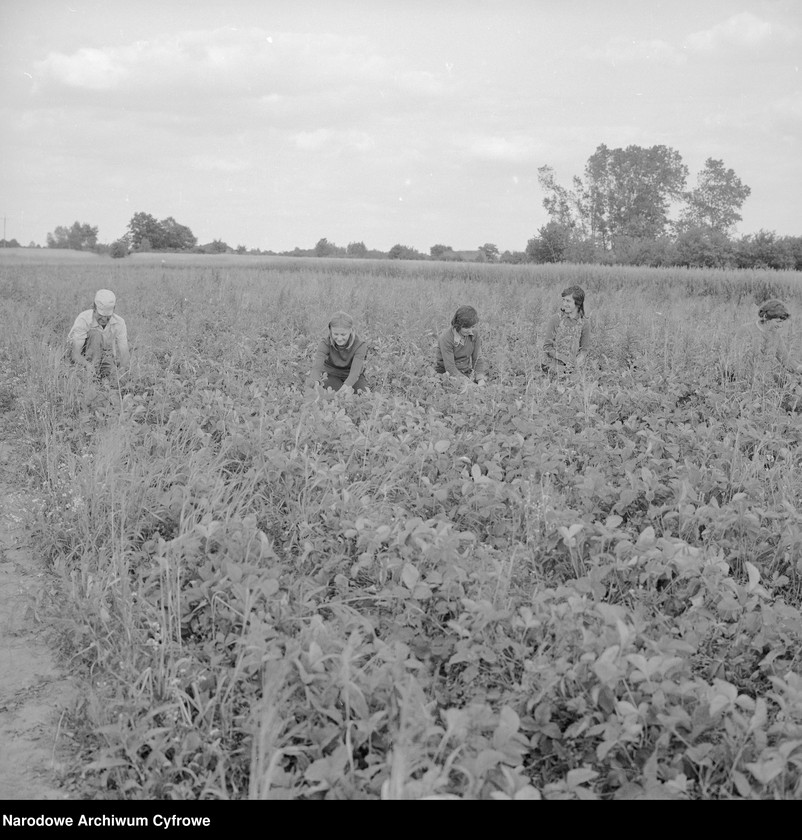 image.from.unit.number "Zbiór truskawek, skup owoców i warzyw we wsi Sobienie-Jeziory"