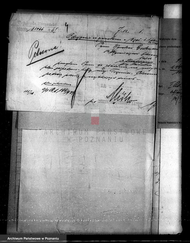 Obraz 8 z jednostki "Nadzór nad gospodarką w lasach majętności Torzeniec powiat kępiński"