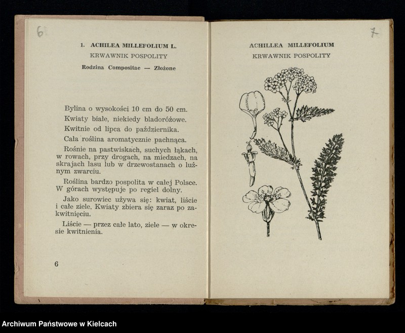 Obraz 5 z kolekcji "Rośliny lecznicze"