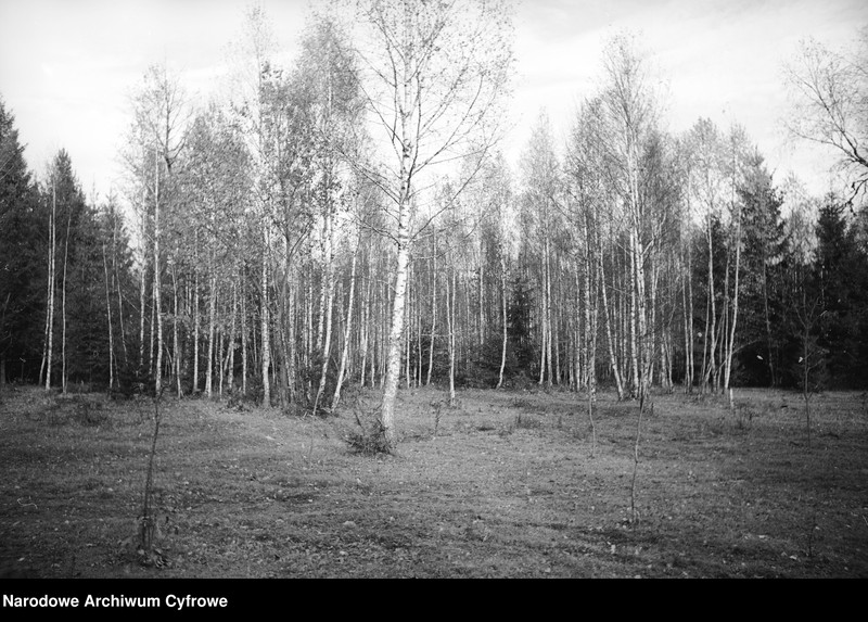 image.from.unit.number "Białowieża"