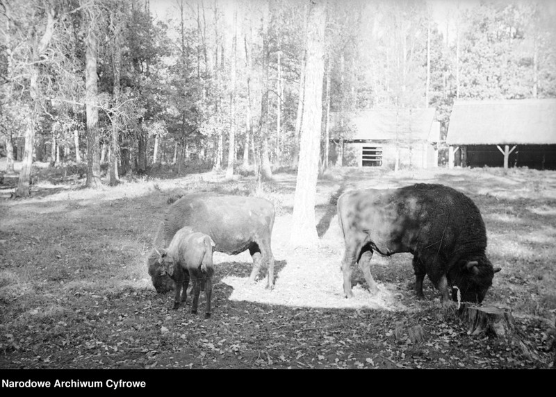 image.from.unit.number "Białowieża"