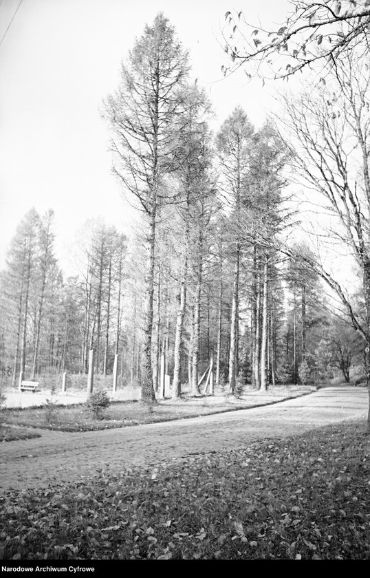 image.from.unit.number "Białowieża"