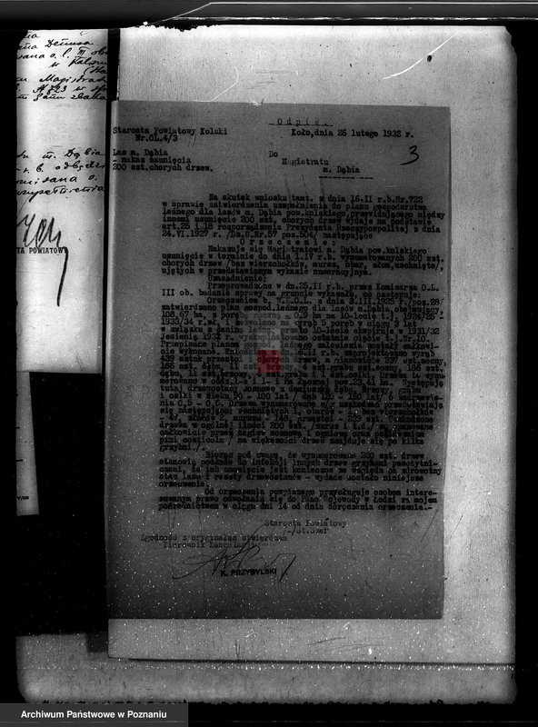 Obraz 7 z jednostki "Lasy miasta Dąbie powiatu kolskiego"