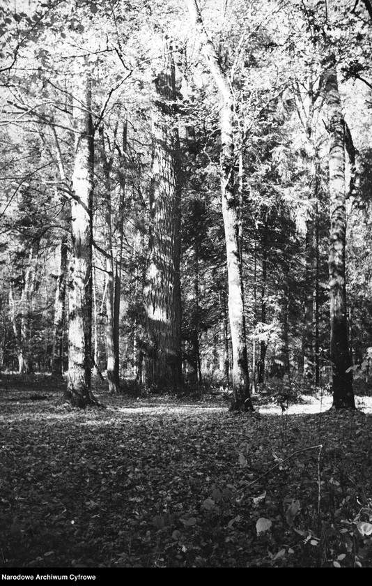 image.from.unit.number "Białowieża"