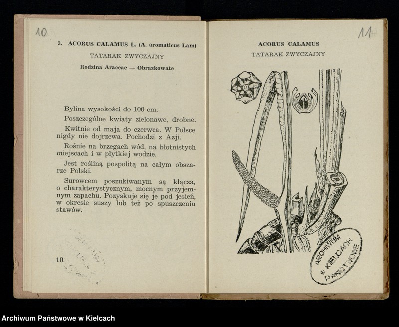 image.from.collection.number "Rośliny lecznicze111"